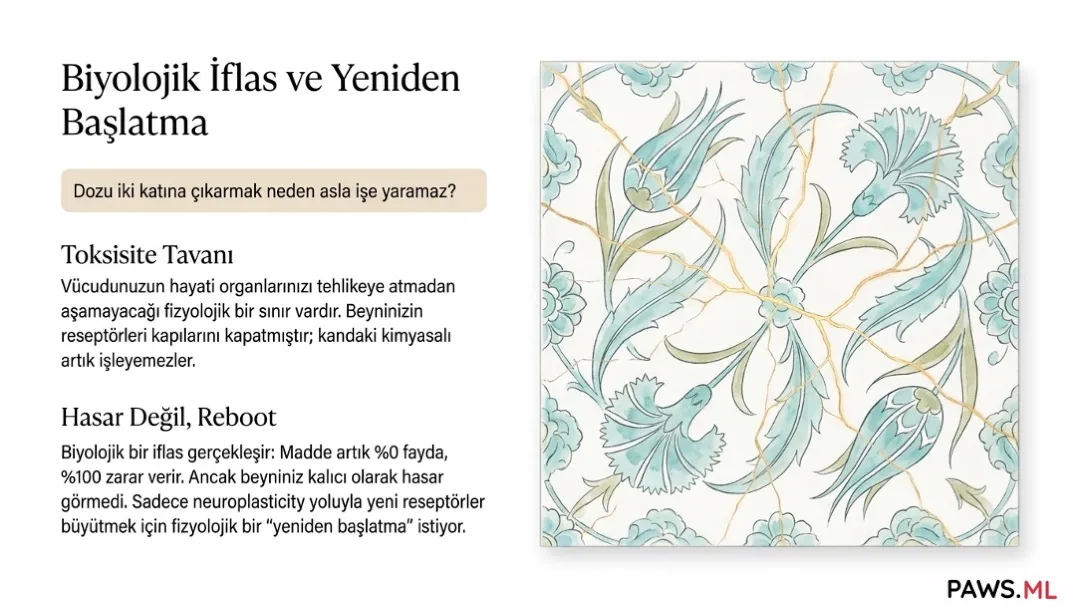 Bırakmadan önce yoksunluk: Tolerans, PAWS ve beyin iyileşmesi | PAWS.ML