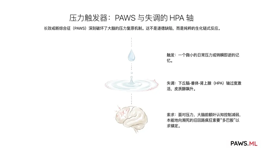 “养生”神话破灭：为什么运动和普通维生素无法缓解戒断后的疲惫？（以及AI精准修复方案） | PAWS.ML