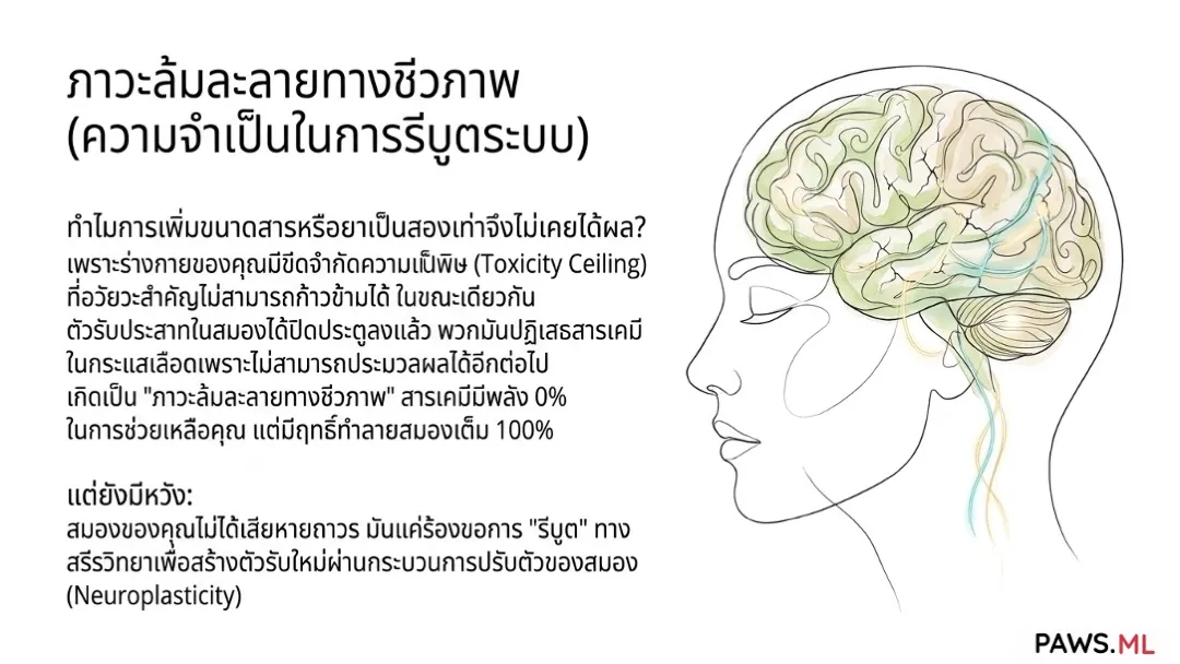 อาการถอนยาก่อนเลิก: ภาวะดื้อยา PAWS และการฟื้นฟูสมอง | PAWS.ML