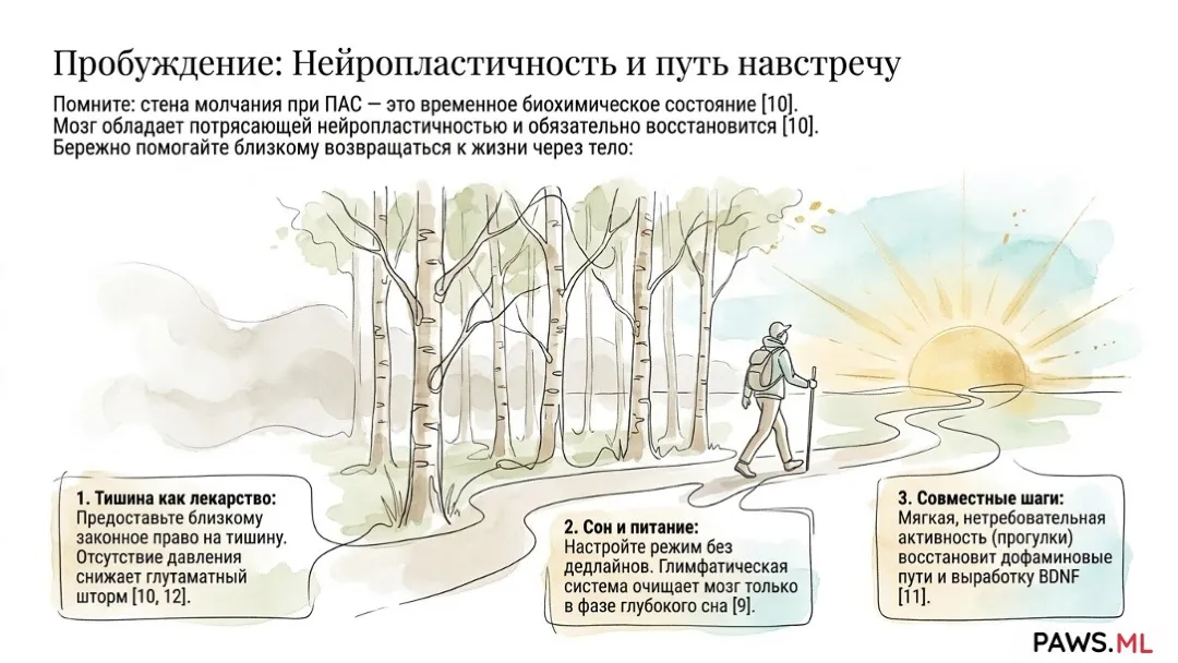 Стена молчания при ПАС: почему человек отдаляется после отказа от зависимостей | PAWS.ML