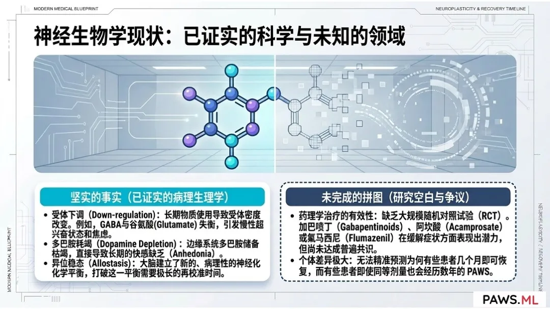 迁延性戒断综合征 (PAWS)：定义、历史演变与科学地位 | PAWS.ML