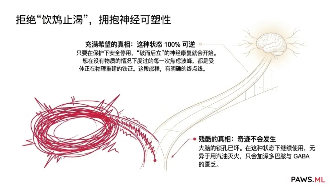 戒断前的戒断:耐受性戒断、PAWS 与大脑修复 | PAWS.ML